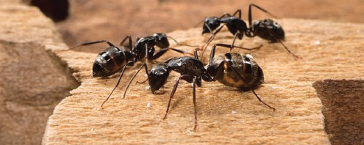 Ant Control Service Provider